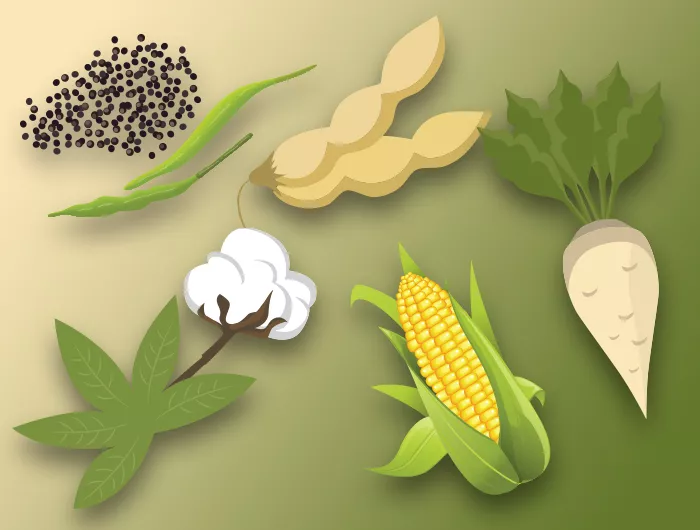 canola, soybean, corn, sugar beets, cotton