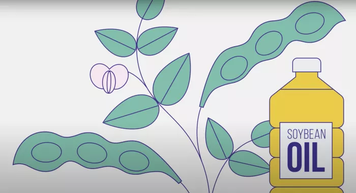 A still from FDA's video on GMOs: cartoon soybeans and a bottle labeled "soybean oil"