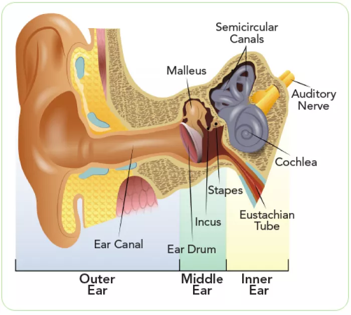 labeled diagram of inner, middle and outer ear