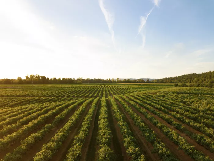 Farmed field