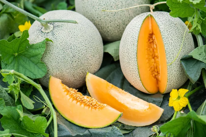 Seasonal produce - cantaloupe in field with one sliced melon in the foreground