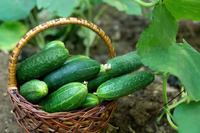 Seasonal produce - cucumbers in a basket in a garden