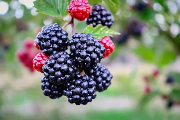 Seasonal produce - blackberries on the bush ready to pick