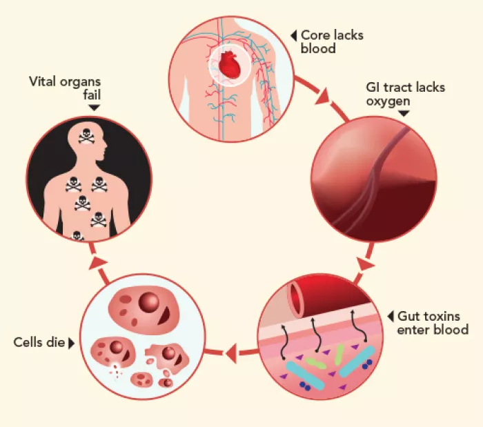 cycle of how your body reacts to heat stroke