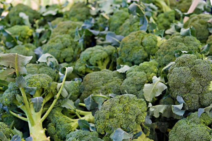 Seasonal produce - Freshly harvested broccoli crowns