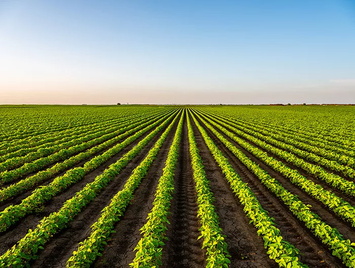 View of soybean farm agricultural field against sky