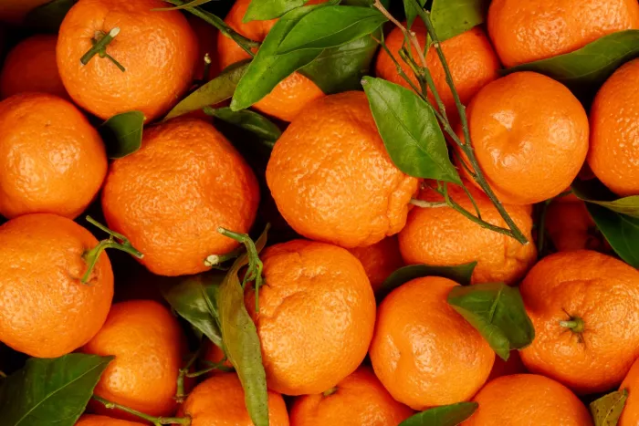 Seasonal produce - in-season tangerines with stems and leaves attached