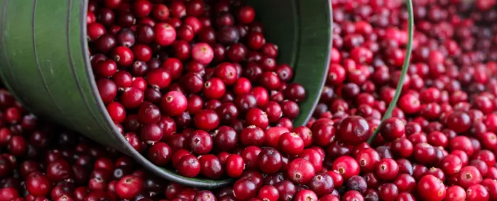 Seasonal produce - freshly harvested cranberries spilling out of a green pail
