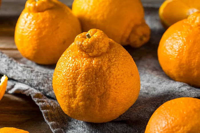 Sumo oranges