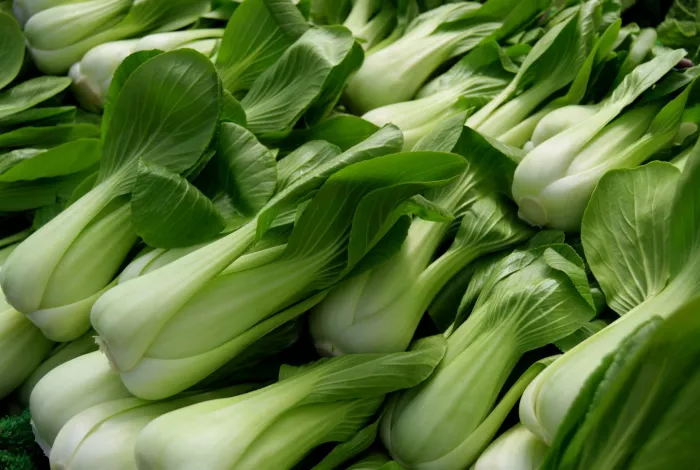 Seasonal produce - fresh bok choy (pak choi, pak choi) for sale at a farmer's market