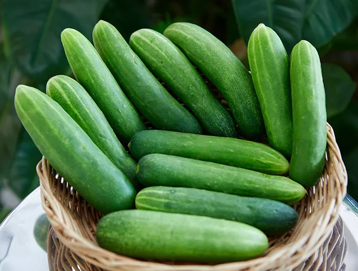 Fresh cucumber in wicker basket