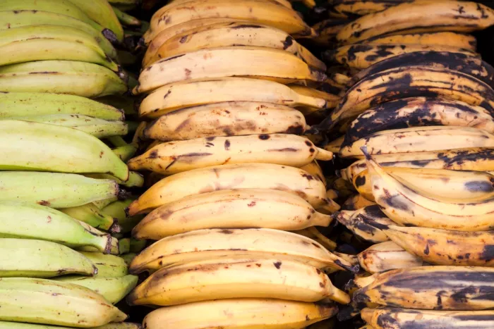 Seasonal produce - green, yellow, and ripe plantains for sale at a supermarket