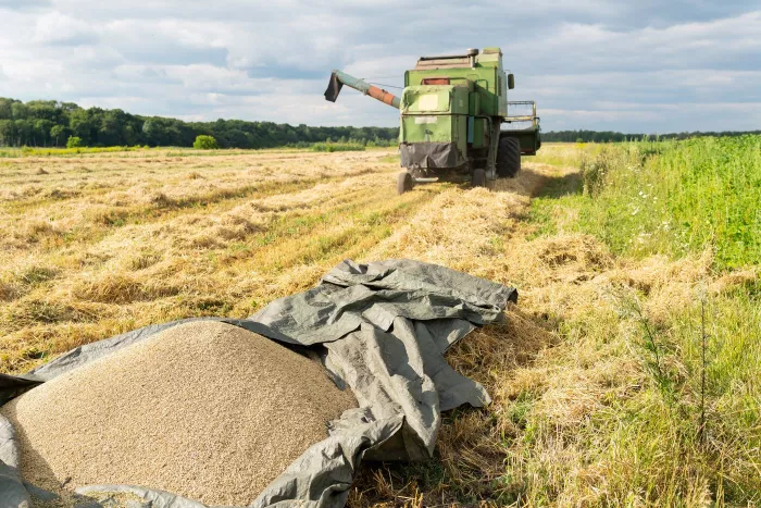 Harvest. Combine harvester harvesting ripe wheat. Agriculture, grain already unloaded on the ground. Problems with lack of grain, famine.
