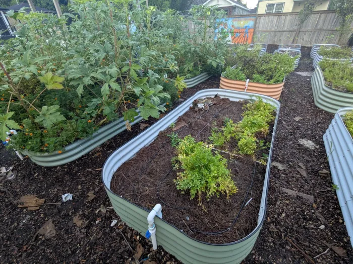 A raised planting bed with healthy garden greenery