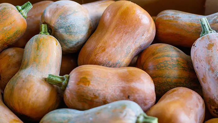pile of honeynut squash