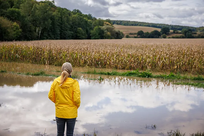 women wearing yellow rain coat while looking over a marsh and corn fields