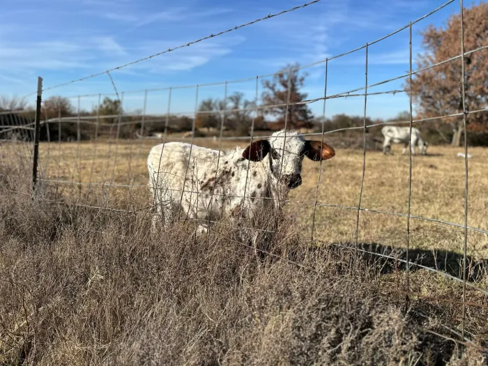 Young cattle in a field in Oklahoma