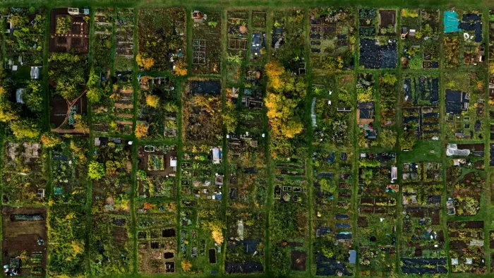 On overhead view of many garden allotments in a community agricultural sustainability project