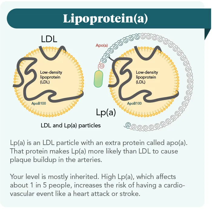 diagram of LDL and lipoprotein(a)
