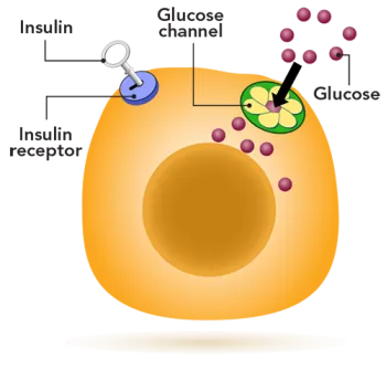 insulin and glucose cell diagram