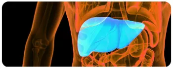 colorful diagram of the liver