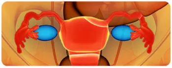 colorful diagram of the ovaries