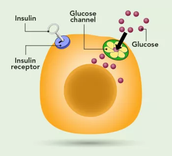 diagram of insulin in the an insulin receptor