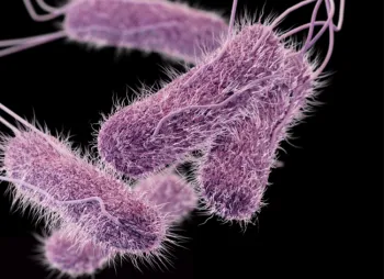 salmonella