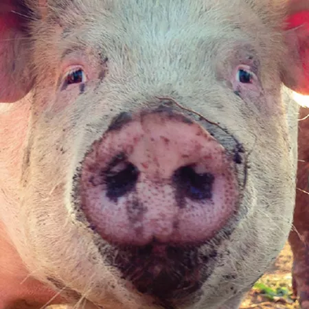 pig