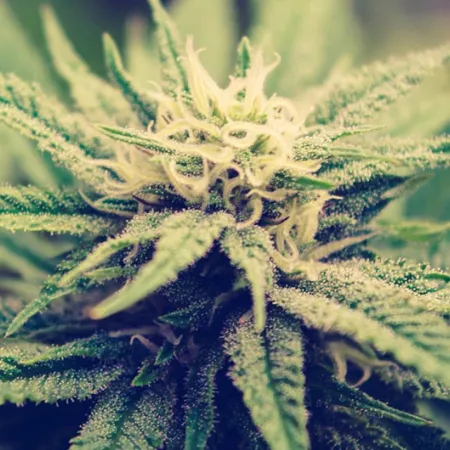 a cannabis plant