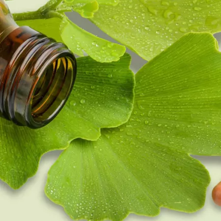 gingko leaves