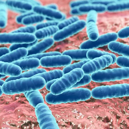bacteria