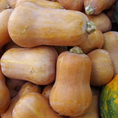 pile of honeynut squash