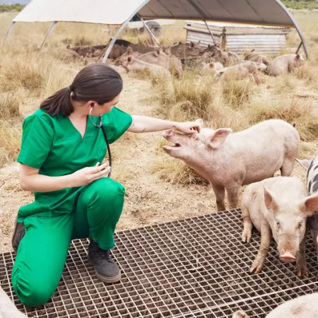 A veterinarian with pigs