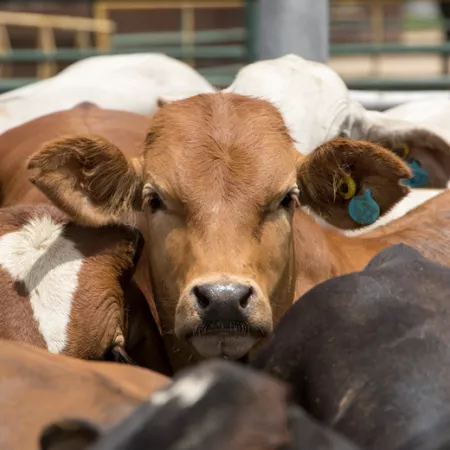 heard of cows with one brown cow looking at the camera