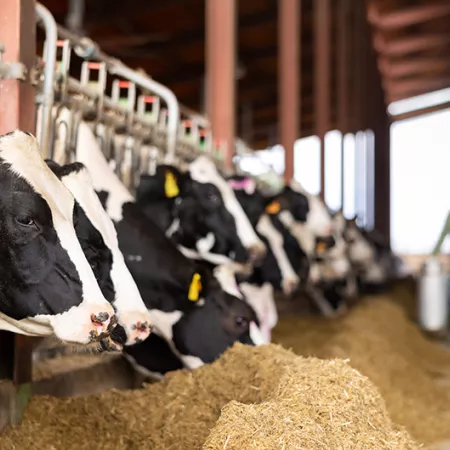 Dairy cows peeking out from behind stall fence in livestock farm