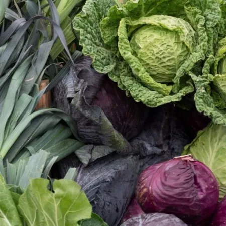 Seasonal produce - Cabbages, collard greens, kale and leeks at a farmer's market in February