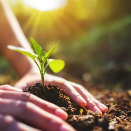 hands planting a young plant