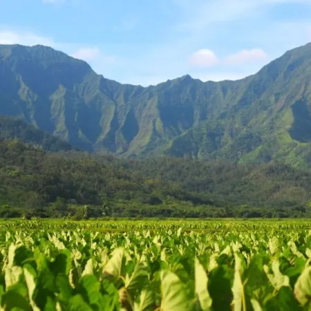 A taro farm in Hawaii.
