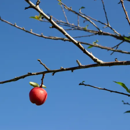 A red apple hanging from an otherwise bare tree.