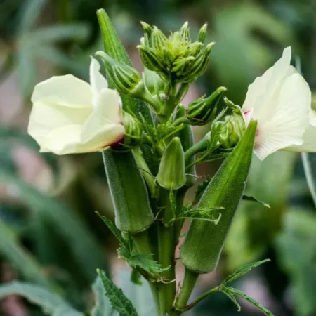 A flowering okra plant