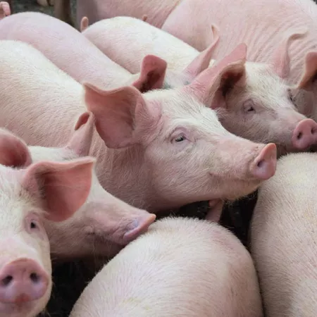 Pigs in a pen