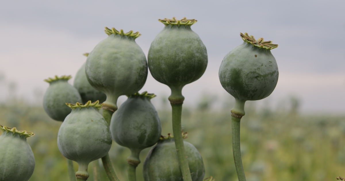 Poppy seeds