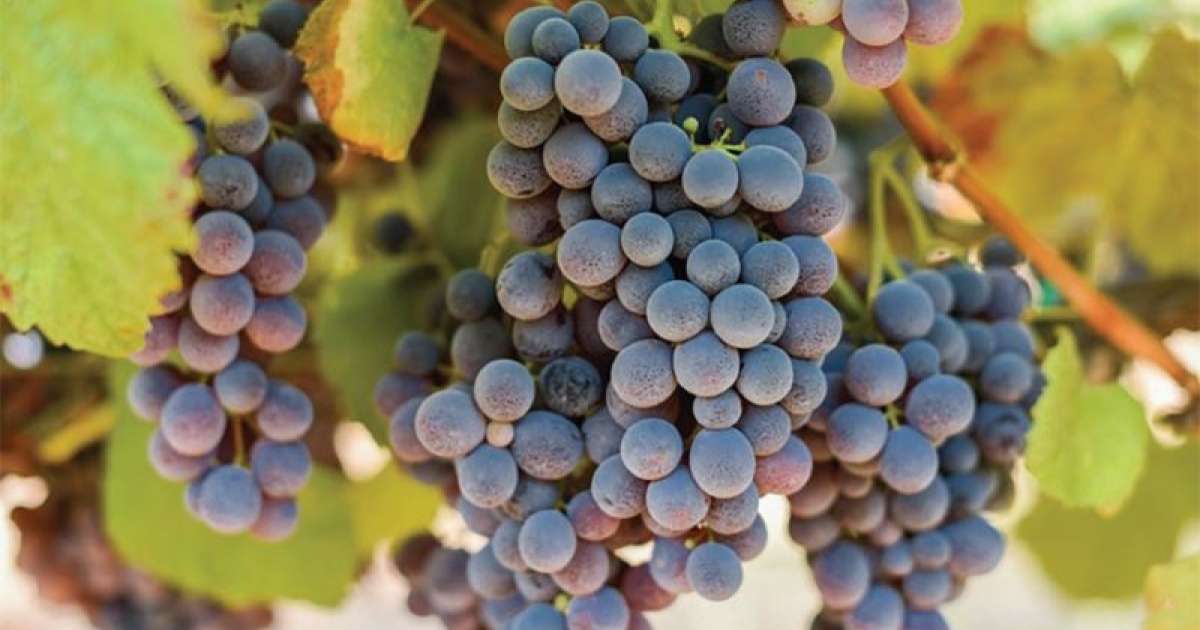 Toad Grape Have you spotted Thomcord grapes yet?